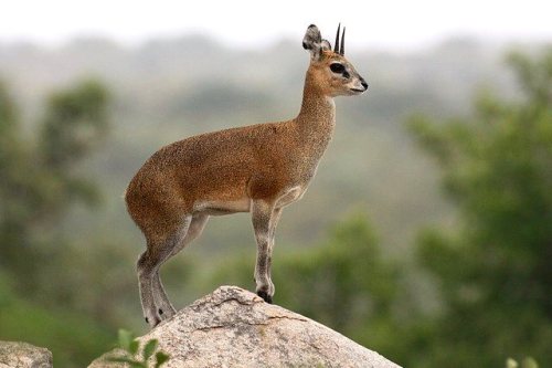 The Klipspringer forms part of the Tiny Ten and is a big trophy in any hunters collection.